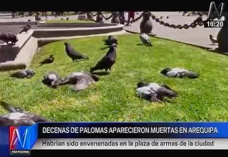 Arequipa: decenas de palomas aparecen muertas en la plaza de armas