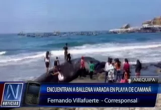 Arequipa: encuentran ballena varada en Camaná