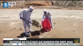 Arequipa: Entierran 900 pelícanos que murieron por gripe aviar - Noticias de pelicanos