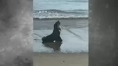 Arequipa: Exhortan a población no acercarse a lobos marinos varados en playas - Noticias de playa