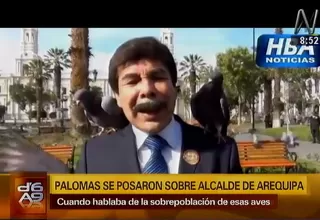 Arequipa: palomas se posaron sobre el alcalde mientras declaraba a la prensa