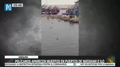 Arequipa: Pelícanos aparecen muertos en puertos de Matarani e Ilo - Noticias de derrame-de-petroleo