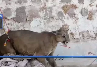 Arequipa: puma rondó calles del distrito de Cerro Colorado