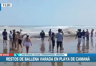 Arequipa: Restos de ballena varada en playa de Camaná