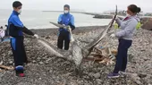 Investigan la muerte de 187 lobos marinos y 50 pelícanos en Piura - Noticias de sechura