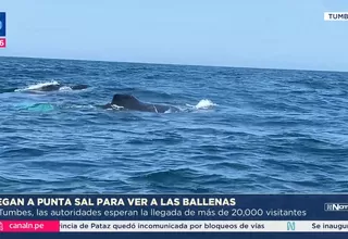 Avistamiento de ballenas jorobadas atrae turistas a Tumbes