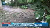 Ayacucho: Huaico afectó viviendas y cultivos en Huanta - Noticias de despiste