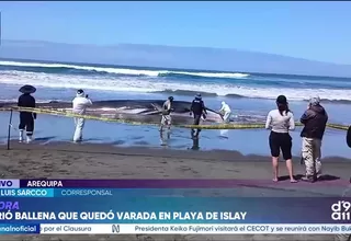 Ballena muere tras permanecer varada en las playas de Mejía, en Islay