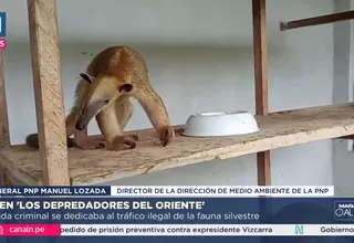 Megaoperativo en Iquitos desarticula banda que traficaba fauna silvestre