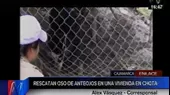 Cajamarca: rescatan a oso de anteojos que se encontraba en una vivienda - Noticias de oso-paddington