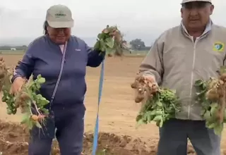 Cambio climático golpea a agricultores con sus cultivos: “Han ingresado plagas”