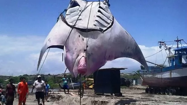 Carne de mantarraya gigante capturada en Tumbes fue vendida a S/. 0,50 ...