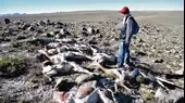 Cazadores furtivos mataron a 50 vicuñas para robarles su fibra en Ayacucho - Noticias de fibra