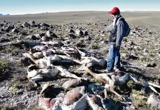 Cazadores furtivos mataron a 50 vicuñas para robarles su fibra en Ayacucho