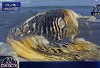 Chiclayo: encuentran ballena y lobos marinos varados en playa