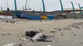 Chimbote: Aparecen aves muertas en playa La Caleta - Noticias de chimbote