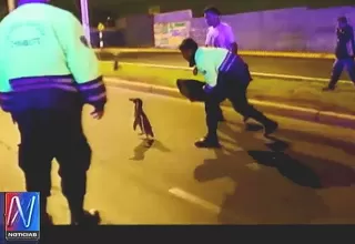 Chimbote: encuentran a un pequeño pingüino en la calle