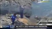Chimbote: indignantes imágenes muestran el cruel asesinato de un lobo marino  - Noticias de elefante-marino