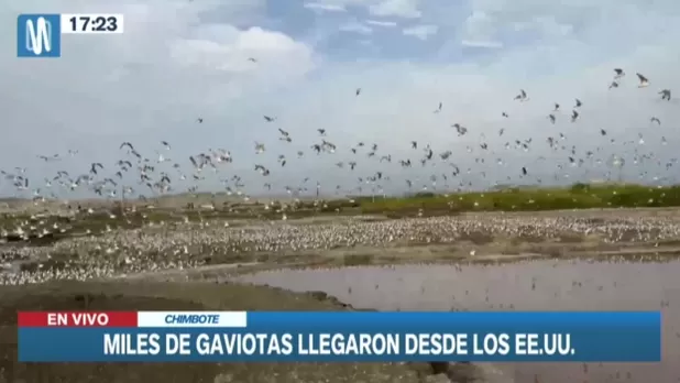 Chimbote: Miles de gaviotas provenientes de EE.UU. y Canadá vuelan sobre humedales