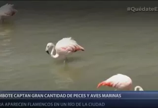 Avistan gran cantidad de aves y peces en provincia ante ausencia de personas