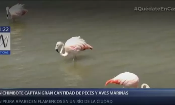 Avistan Gran Cantidad De Aves Y Peces En Provincia Ante Ausencia De Personas Canal N