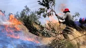 Cusco: incendios forestales severos consumen la flora y fauna de la región - Noticias de fauna