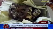 Encuentran una momia en una caja a un costado de la carretera en Huanchaco - Noticias de momias