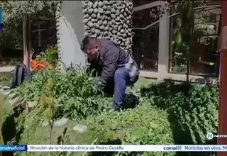 Encuentran plantas de amapola en sede del Poder Judicial en Pasco
