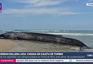 Entierran a ballena azul varada en caleta de Tumbes