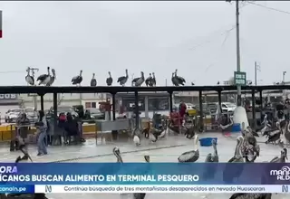 Trujillo: Cientos de pelícanos llegan al terminal pesquero por falta de alimento debido al Fenómeno El Niño