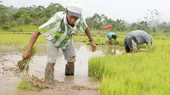 Fenómeno El Niño: pobladores de Camaná perderían 3 mil hectáreas de arroz - Noticias de arroz