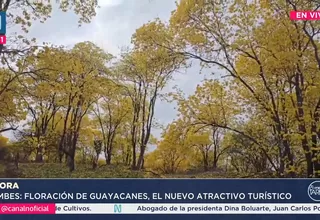 Florecimiento de guayacanes es atractivo turístico en Tumbes