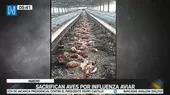 Huacho: Sacrifican aves por influenza aviar - Noticias de aves-muertas