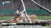 Huancayo: Autoridades confirmaron gripe aviar en zoológico - Noticias de gripe aviar