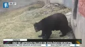 Huancayo: Oso de anteojos fallece en zoológico municipal - Noticias de fallece
