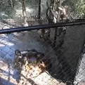 Huancayo: Venado y mono se suman a familia del zoológico
