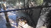 Huancayo: Venado y mono se suman a familia del zoológico - Noticias de luis-garay