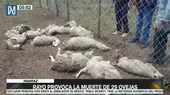 Huaraz: Rayo provocó la muerte de 29 ovejas - Noticias de rayo