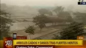 Ica: árboles caídos y daños tras fuertes vientos - Noticias de vientos