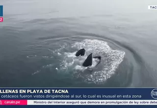 Así fue el espectacular avistamiento de ballenas en playas de Tacna