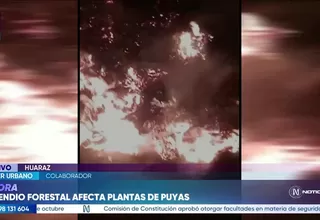 Incendio forestal en Áncash destruye decenas de puyas de Raimondi y consume 20 hectáreas