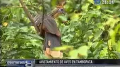 Jóvenes peruanos ganaron concurso de observación de aves en Tambopata - Noticias de aves-silvestres