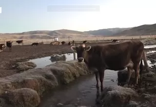 Junín: Animales enfermos son los más propensos a morir por bajas temperaturas