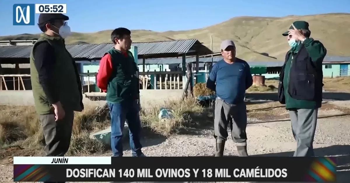 Junín: Dosifican 140 mil ovinos y 18 mil camélidos