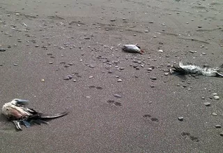 Lambayeque: aparecen más de 1000 aves muertas 