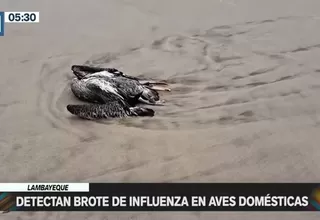 Lambayeque: Detectan brote de influenza en aves domésticas