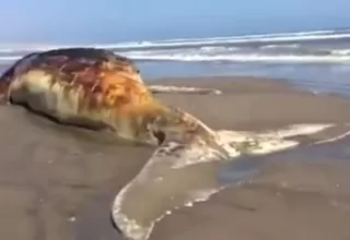 Lambayeque: encuentran dos ballenas sin vida en playa de Ciudad Eten