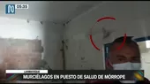 Lambayeque: Murciélago en puesto de salud Mórrope - Noticias de hospital-cayetano-heredia