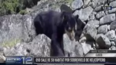 Machu Picchu: oso de anteojos salió de bosque por ruido de helicópteros - Noticias de oso-paddington
