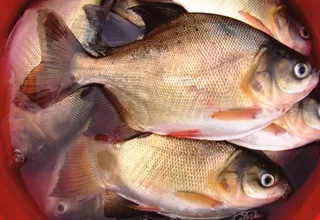 Madre de Dios: decomisan pescados con mercurio procedentes de Brasil